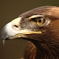 Golden Eagle Travels 100 Miles to Reunite with Owner [Video]