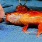 Goldfish Undergoes Brain Surgery, Lives to Forget the Tale