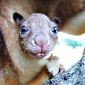 Goodfellow's Tree Kangaroo Joey at Taronga Zoo Is Utterly Adorable