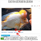 Google+ Becomes a Meme Machine, You Can Add Caption Text to Photos Now