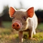 Google Invests in Pig Manure Power
