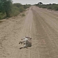 Google Proves It Didn't Kill a Donkey – Photos