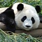 Google Starts Rolling Out New Panda Update