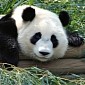 Google Starts Rolling Out Panda 4.0