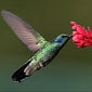 Google's Hummingbird Changes Everything and Nothing Really