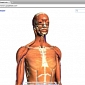 Google's Impressive WebGL-Powered 3D Body Browser Survives Labs, Will Be Open Sourced