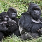 Gorilla Family Returns to the Jungles of West Africa