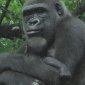 Gorilla Gestures Offer Insight on Language Roots