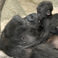 Gorilla Mom Pictured Cuddling with Its Baby