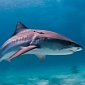 Governor Cuomo Bans Shark Fin Trade in New York