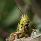 Grasshoppers Influence How Soils Release Carbon Dioxide