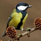 Great Tits Will Probably Adapt to Climate Change, Not Go Extinct
