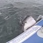 Great White Shark Tries to Eat Inflatable Boat – Video