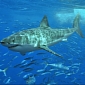 Great White Sharks Live a Lot Longer than Scientists Thought
