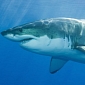 Great White Sharks Now Protected Under California's Endangered Species Act