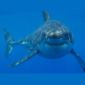 Great White Sharks in the Mediterranean Came from Australia