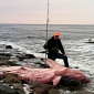 Great White Washes Ashore in New England, Two Beaches Are Closed