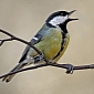 Great Tit Birds Choose Their Friends and Mates According to Their Personality