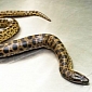 20-Month-Old Green Anaconda Dies