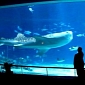 Green Groups Want Aquarium in Southern Taiwan to Release Its Whale Shark