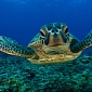 Green Sea Turtles Are Making a Comeback in Florida