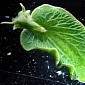 Green Slugs Can Live on Sunlight Alone for Months, Just like Plants Do