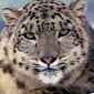 Green Tip: This Christmas, Adopt a Snow Leopard
