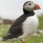 Green Tip: This Christmas, Adopt a Puffin