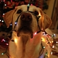 Green Tip: Turn Your Dog Into a Christmas Tree