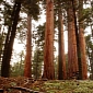 Greenheads Clone the World's Oldest Trees, Want to Restore Ancient Forests