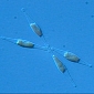 Greenland's Climate Change Record Revealed by Diatom Algae