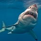 Greenpeace Wants New Zealand to Ban Shark Finning