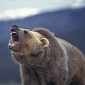 Grizzly Bear Rely Heavily on Their Nose When Hunting – Video