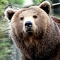 Grizzly Bears in British Columbia Threatened by Overhunting