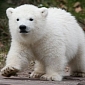 Grizzly in Russia Could Soon Deliver Polar Bear Cubs