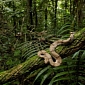 Group Wants to Protect 6M Acres of Rainforest, Only Needs $2.9M (€2.12M)