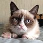 Grumpy Cat Video Goes Viral