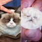 Grumpy Cat's Image Spotted in a Banana – Photo