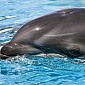Guiana Dolphins Can Sense Electrical Fields