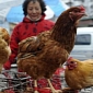 H7N9 Bird Flu Virus Is Spreading Across China