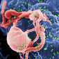 HIV Ages Critically-Important Immune Cells