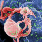 HIV Defense Mechanisms Against AZT Found