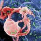 HIV Research Breakthrough Brings Cure Closer