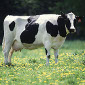 HP Plans to Use Cow Manure to Power Data Centers