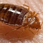 Hairy Men Are Better at Detecting Bedbugs