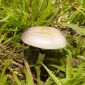 Hallucinogen in Mushrooms Creates Universal "Mystical" Experience