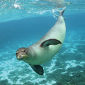 Harmful Toxin Found in Endangered Seal