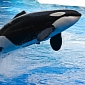 Harpooned Orca Retaliates, Turns Whalers' Boat Topsy-Turvy