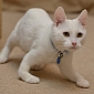 Harvey: Kitten Born Without Bones in Its Front Legs Still Enjoys Life