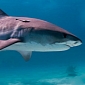 Hawaii Shark Attack: 61-Year-Old Is Bitten by a Tiger Shark
